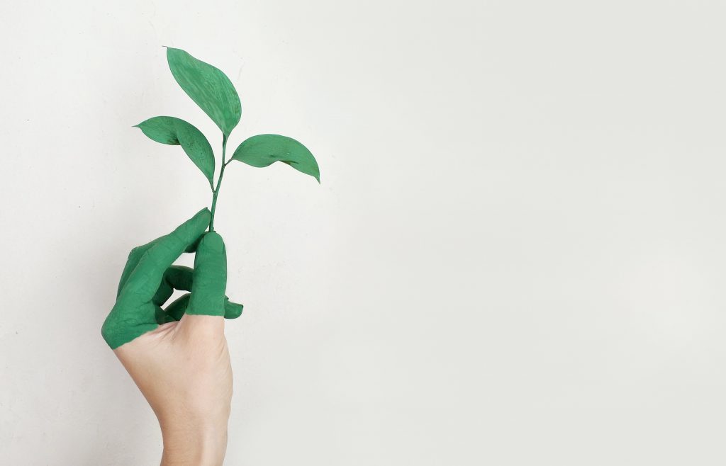 A hand holding up leaves, for sustainability